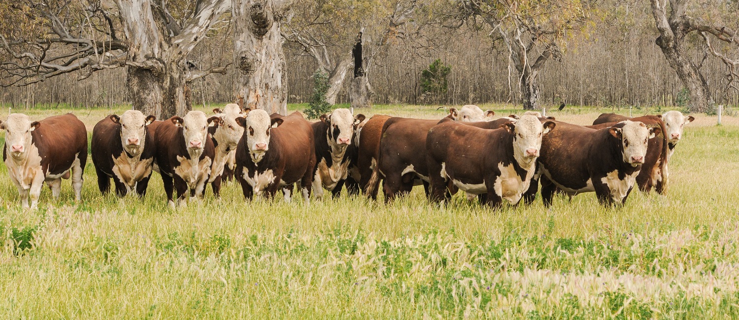 Selling Seedstock on AuctionsPlus